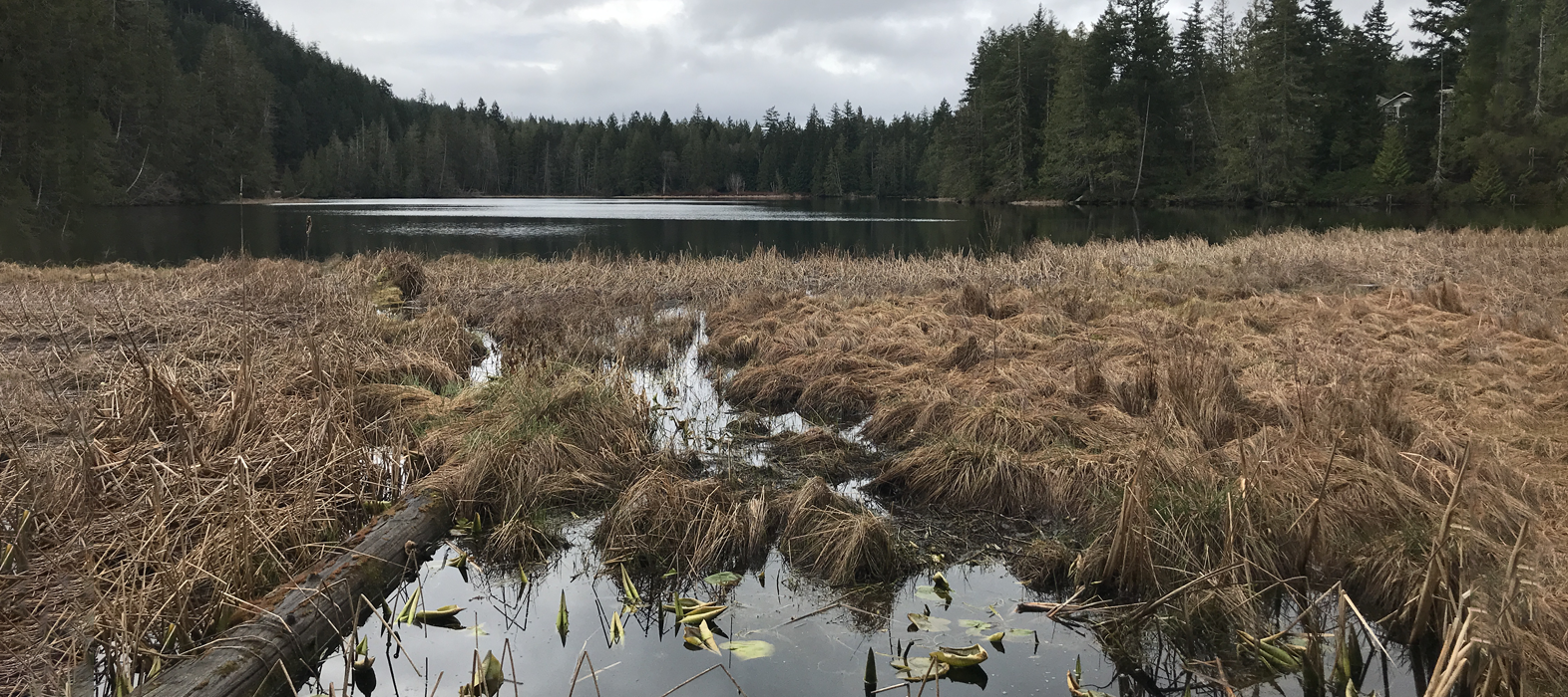 Phara Project, Paq Creek daylighting